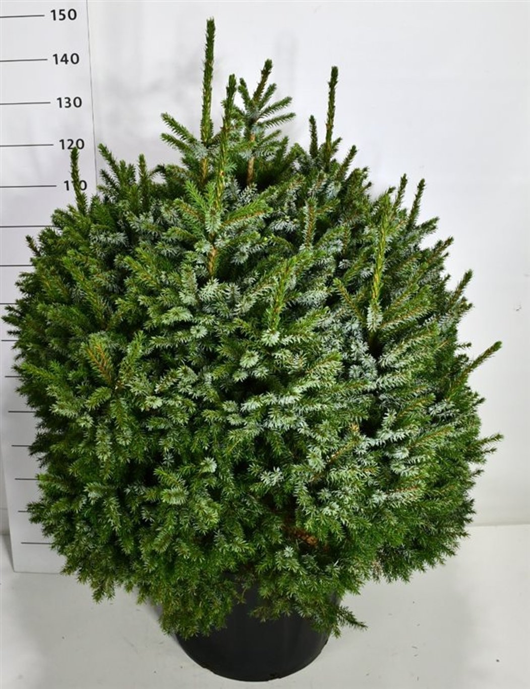 Serbgran – Picea omorika 'Nana' - C80 100-110 cm.